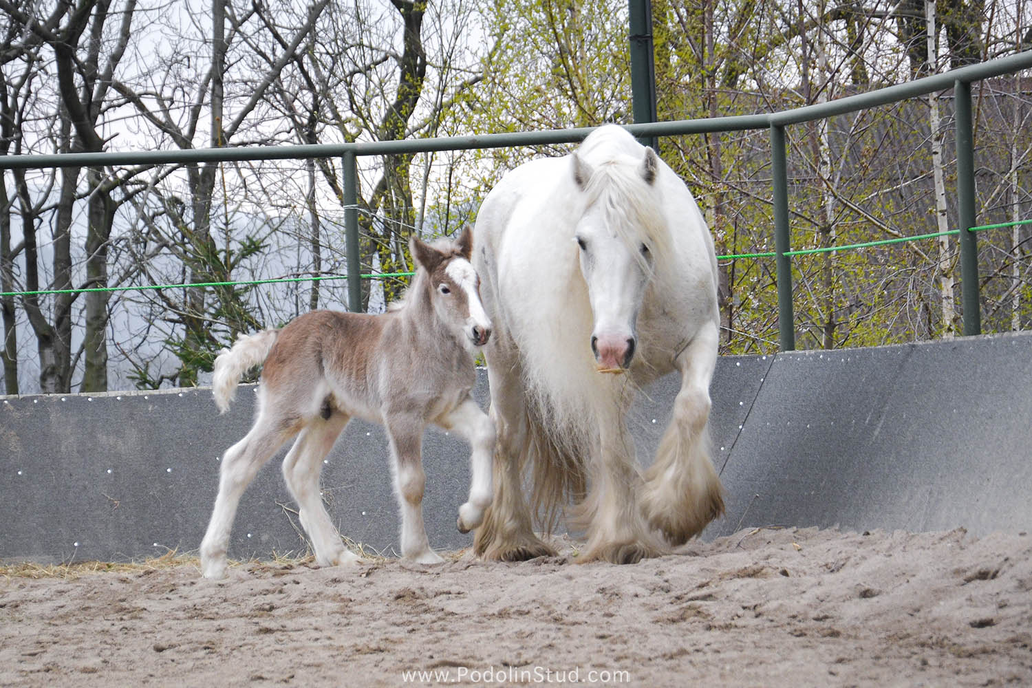 Silver Colt Gypsy Foal